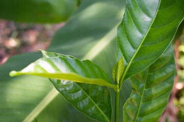 Young green leaves on a crepe jasmine bush with banana leaf. Tropical foliage. Plant life.