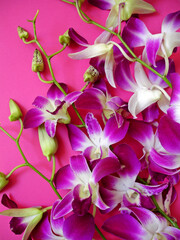 Pink and white orchids