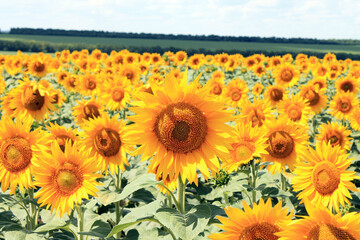 Obraz premium sunflowers in the field of sunflowers