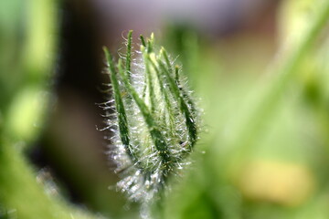 Nahaufnahme einer Zucchiniknospe