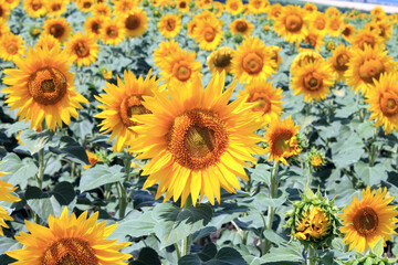 Obraz na płótnie Canvas sunflowers in the field