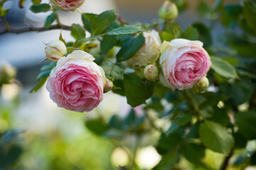 Roses of the Pierre de Ronsard variety. Beautiful bush of pink roses in a summer garden at sunset. Rose garden.