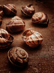 food photography brown shells from snails side view on a rusty red background close up
