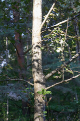 Tree branches in sunlight in summer forest. Light and shadows. Summer nature details.