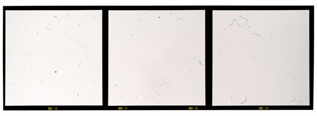 120mm middle or medium format analog film frame or strip on white background, real 6x6 frame scan, film grain

