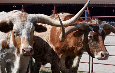 Two longhorn steers, Texas