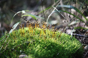 Green moss  in sunlight in summer forest. Light and shadows. Summer nature details.