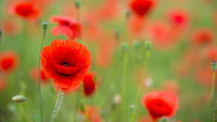 Obraz premium Detailaufnahme einer einzelnen Mohnblume auf einer Wiese