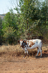 African Nguni cattle on a dirt road with brown and white from a side full view