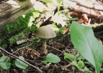 Mushrooms growing in wild forest