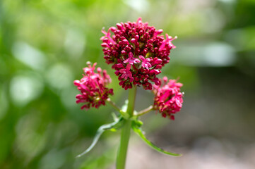 Obraz premium Centranthus ruber flowering plant, bright red pink flowers in bloom, green stem and leaves, ornamental flower