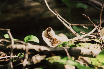Tree branches in sunlight in summer forest. Light and shadows. Summer nature details.