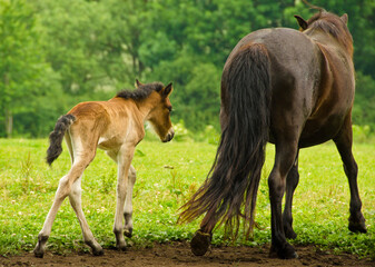 Naklejka na ściany i meble A very young, just a few hours old light brown foal is walking near it`s black mother in the green field