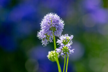 Gilia capitata blue beautiful flowering plant, blue-thimble-flowers in bloom, amazing wildflower