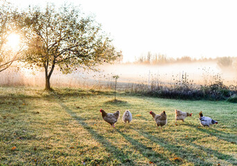 chickens morning sun dew mist
