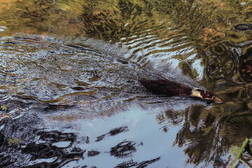 Beautiful river in forest nature. Peaceful toned nature background. Nabran, Azerbaujan.