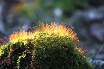 Green moss in sunlight