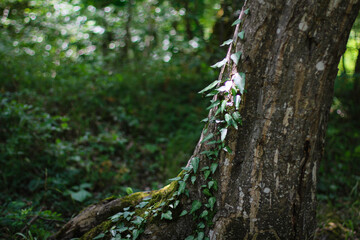 Naklejka premium Beautiful river in forest nature. Peaceful toned nature background. Nabran, Azerbaujan.