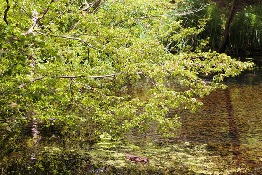 Beautiful river in forest nature. Peaceful toned nature background. Nabran, Azerbaujan.