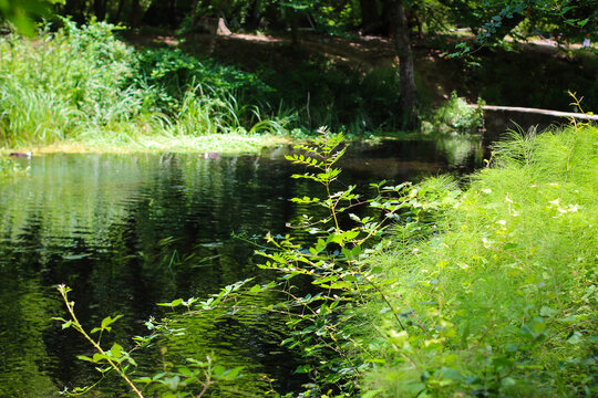 Beautiful river in forest nature. Peaceful toned nature background. Nabran, Azerbaujan.