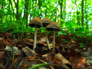 3 mushrooms in the forest
