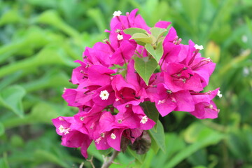 Fototapeta premium pink flowers in the garden