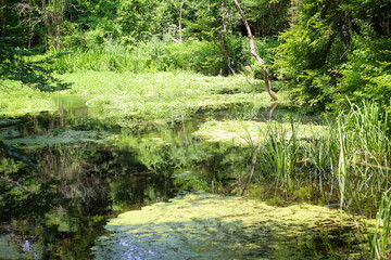 Obraz premium Sunny pine forest in Azerbaijan, Nabran. Deep forest background. Forest trail landscape. Green tree.