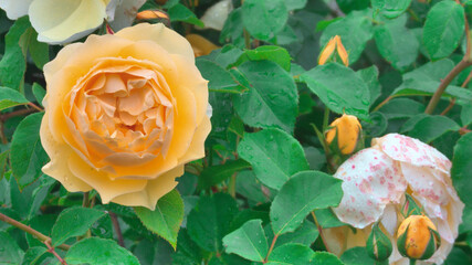 Piękny, rozwinięty kwiat żółtej róży 
