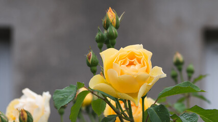 Żółta róża róża na tle szarego muru