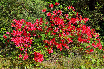 Fototapeta na wymiar Czerwone kwiaty azali