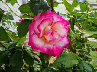 Bicolor rose delicate bud with bright pink border. Rose of Hendel variety