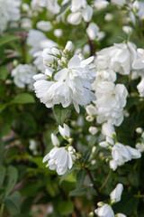 Blooming jasmin bush in the daylight