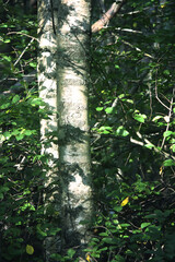 Fototapeta premium Tree branches in sunlight in summer forest. Light and shadows. Summer nature details.
