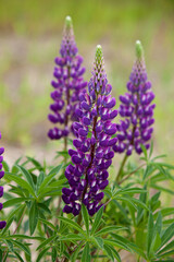 Three lavander lupins growing in the garden