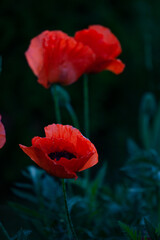 Three red poppys in the evening garden vertical photo