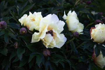 Big yellow peony bush blooming in the evening garden
