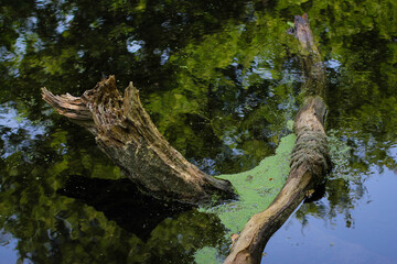 Sunny pine forest in Azerbaijan, Nabran. Deep forest background. Forest trail landscape. Green tree.