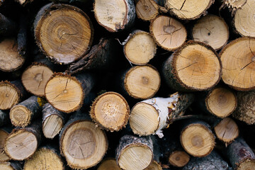Closeup photo of many firewood evenly stacked against the wall. Dry wood logs. Beautiful texture.