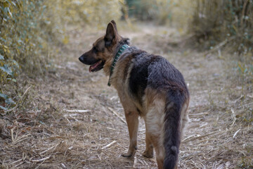 Fototapeta premium Perro pastor alemán paseando por el bosque 