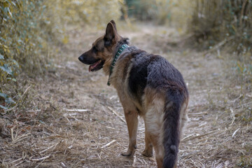 Perro pastor alemán paseando por el bosque 