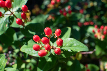 Johanniskraut-Strauch mit Beeren