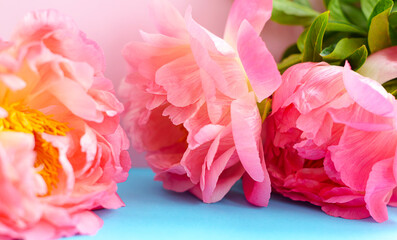 beautiful pink peonies on a colored pink and blue background