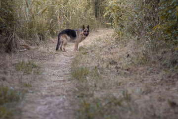 Perro pastor alem&aacute;n paseando por el bosque 
