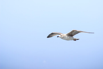 Free gull is floating in the air. Flying bird on blue sky. Freedom concept with copy space.