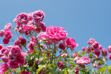 Pinkfarbene Kletterrosen / pink climbing roses
