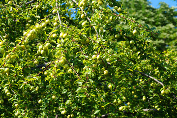 yellow plum fruiting branches close up