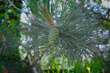 Szyszka sosny © Sawomir