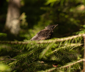 Naklejka na ściany i meble A chick of redwing (Turdus iliacus) sitting on a mossy stone in sunny temperate forest. Selective focus with blured bokeh background.
