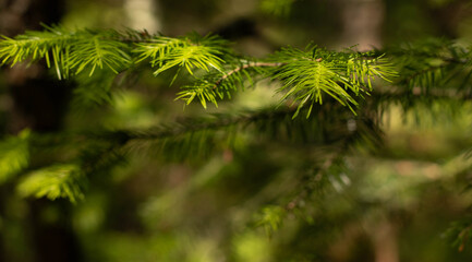 Nature blurred background with empty copy space and a green fir tree branch.