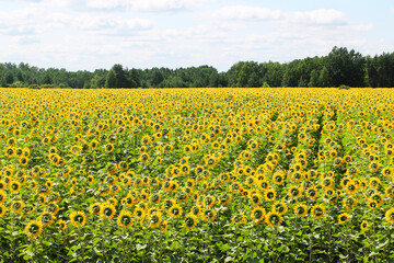 Fototapeta premium field of blooming sunflower on a background of forest and cloudy sky